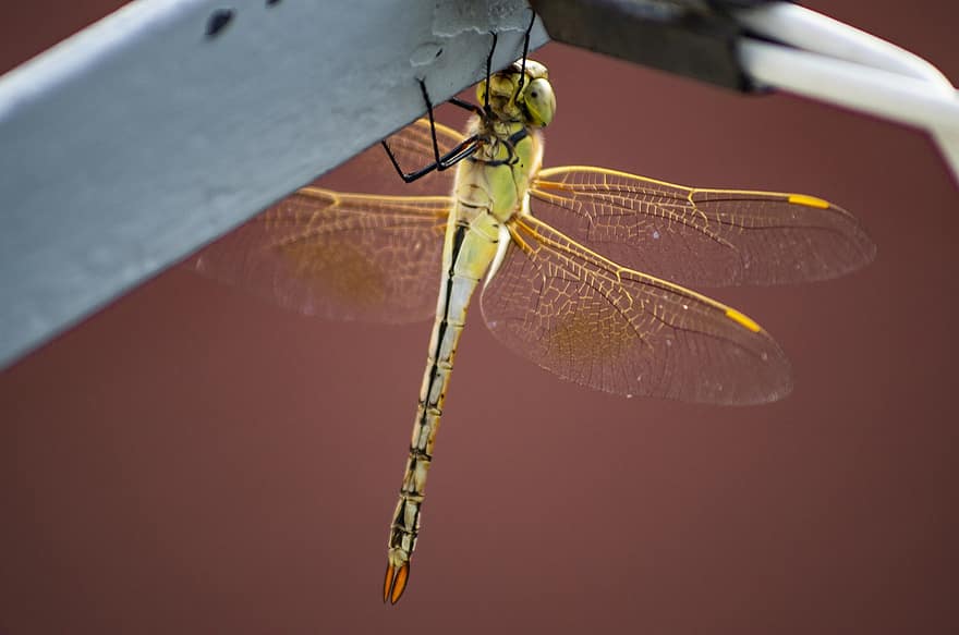 libelulă, aripi, insectă înțepată, dragonfly aripi, lumea animalelor, insectă, faună
