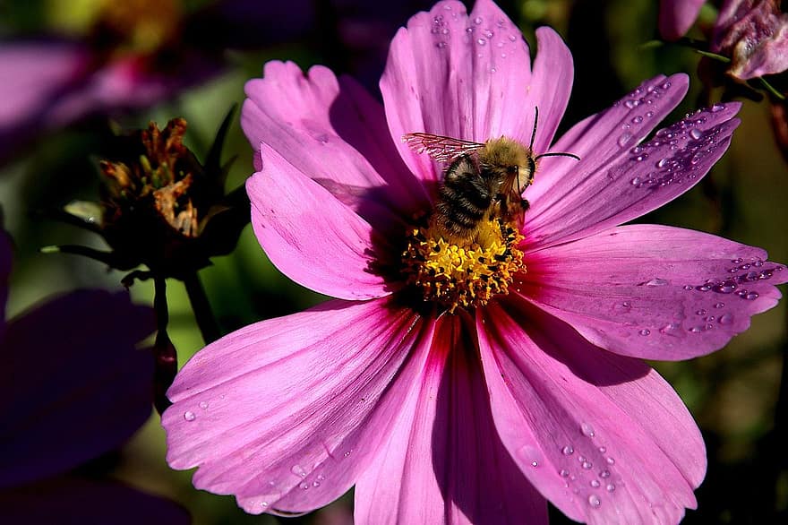 цветок, растения, пчела