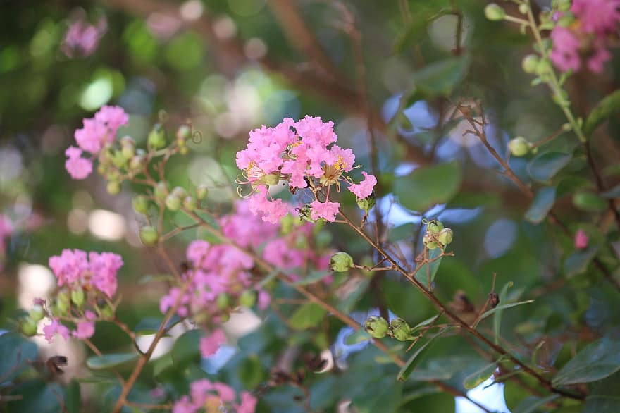 Crape Myrtle, Flowers, Branch, Plant, Pink Flowers, Buds, Bloom, Spring, Garden, Nature