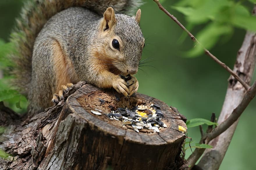 mókus, állat, enni, élelmiszer, táplálás, rágcsáló, emlős, vadvilág, hátsó udvar, természet