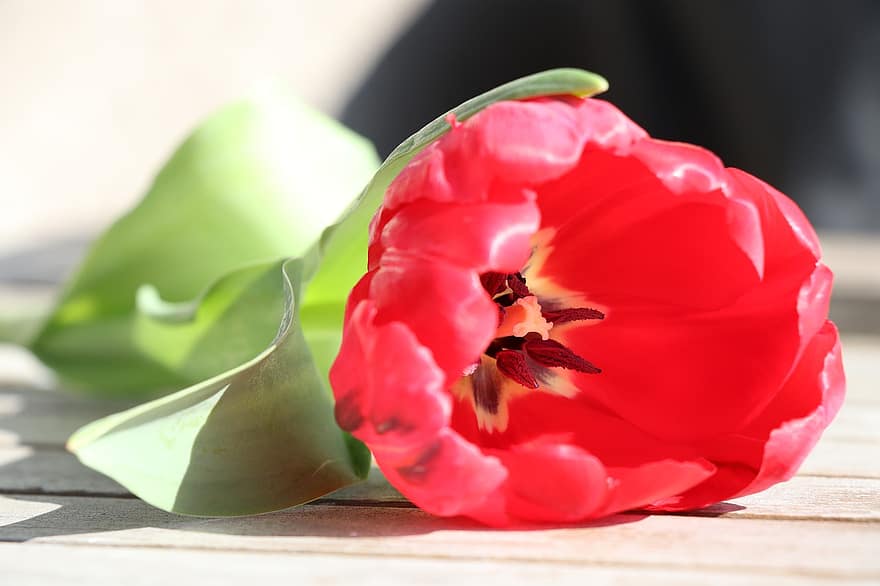 tulipan, kwiat, roślina, czerwone tulipany, płatki, flora, Natura, zbliżenie, płatek, głowa kwiatu, liść