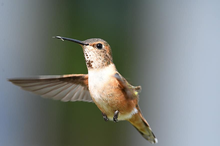 Kvinnlig Rufous Hummingbird, flyg, kolibri, näbb, vingar, flygande fågel, ave, avian, ornitologi, fågelskådning, djur-
