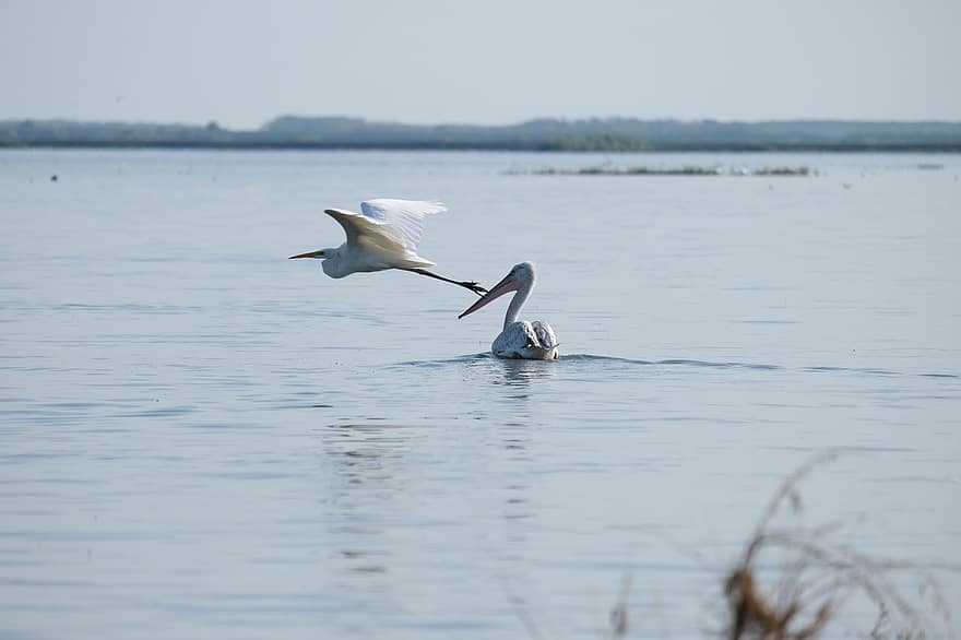 dalmaçyalı pelikan, pelikanlar, kuşlar, göl, gölet, Kuş gözlemciliği, koruma, Tuna Deltası, ekoloji, Mahmudia, doğal rezerv