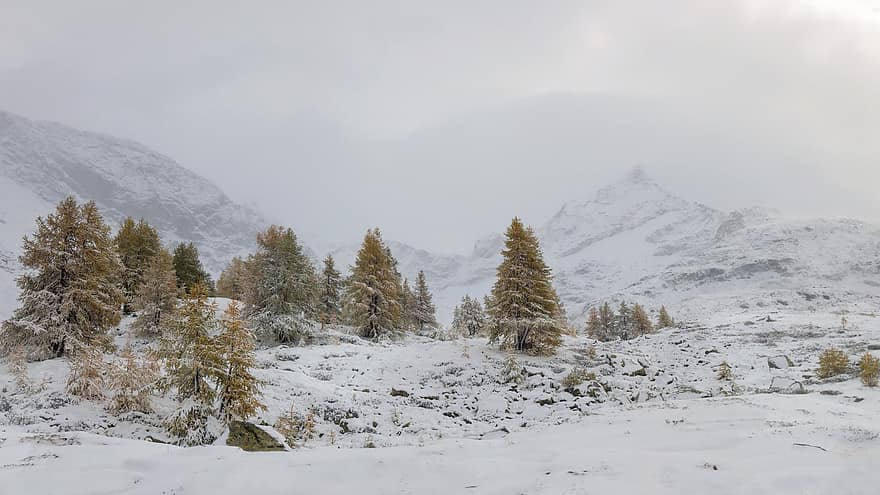 zimowy krajobraz, jodły, śnieg, las, góry, krajobraz górski, opady śniegu, Szwajcaria