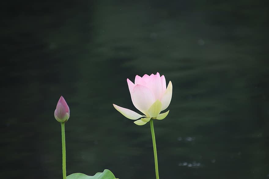 lotos, kwiat, pączek, roślina, kwiat lotosu, Lilia wodna, roślina wodna, flora, rozkwiecony, kwitnące, Natura