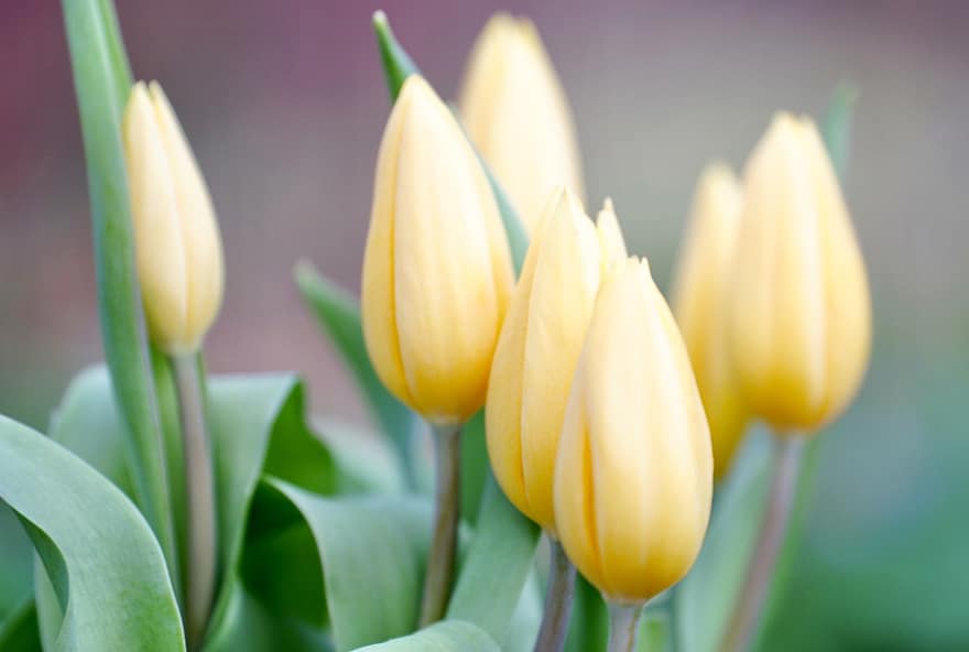 Tulips, Buds, Flower, Plant, Bloom, Blossom, Spring Flowers, Beginning Of Spring, Spring, Garden, Nature