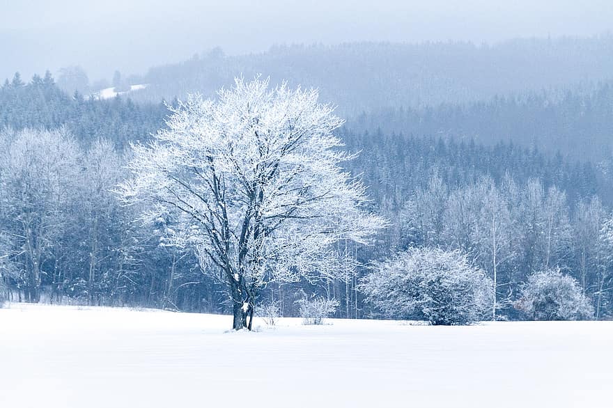 austria, cánh đồng, rừng, mùa đông, tuyết, phong cảnh