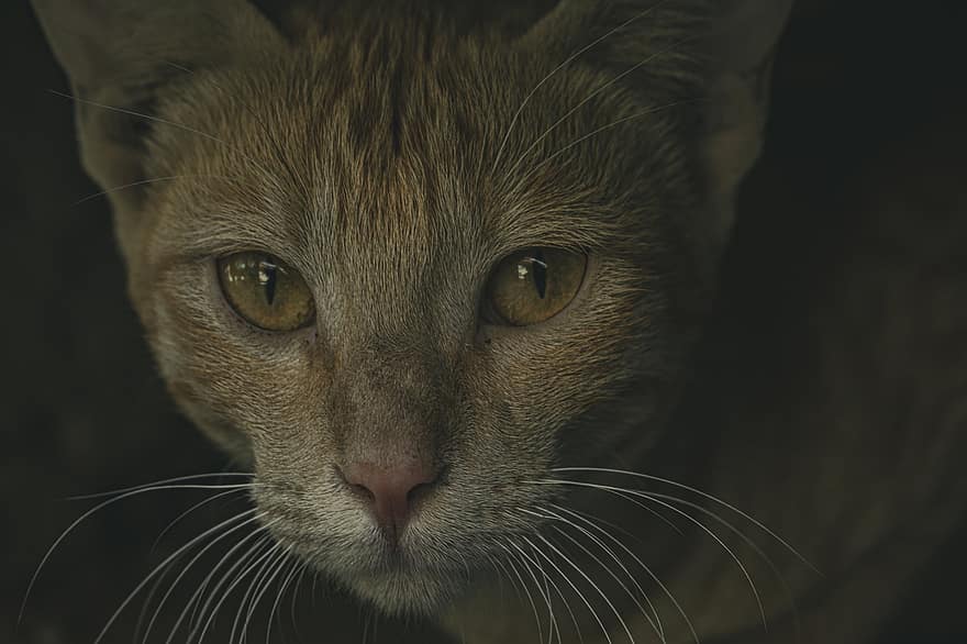 kot, kotek, Twarz, koci, wąsy, kocie oczy, pomarańczowy pręgowany, pręgowany kot, portret, portret kota, Kot domowy