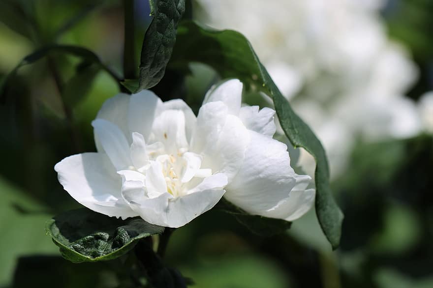 jasmines, ziedi, balti ziedi, ziedlapiņām, baltas ziedlapiņas, raksturs, augu, zieds