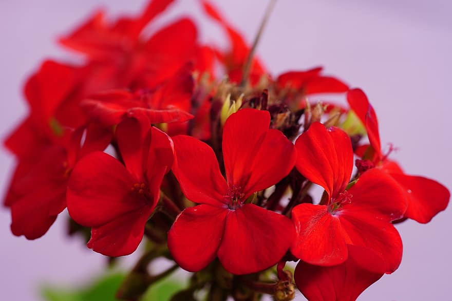geranium, bunga-bunga, bunga merah, kelopak, kelopak merah, berkembang, mekar, flora, menanam, alam