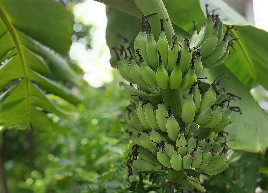 bananų, Neapdoroti bananai, bananų medis, vaisiai, lapai, žalia spalva, šviežumas, augalų, Iš arti, ekologiškas, vasara