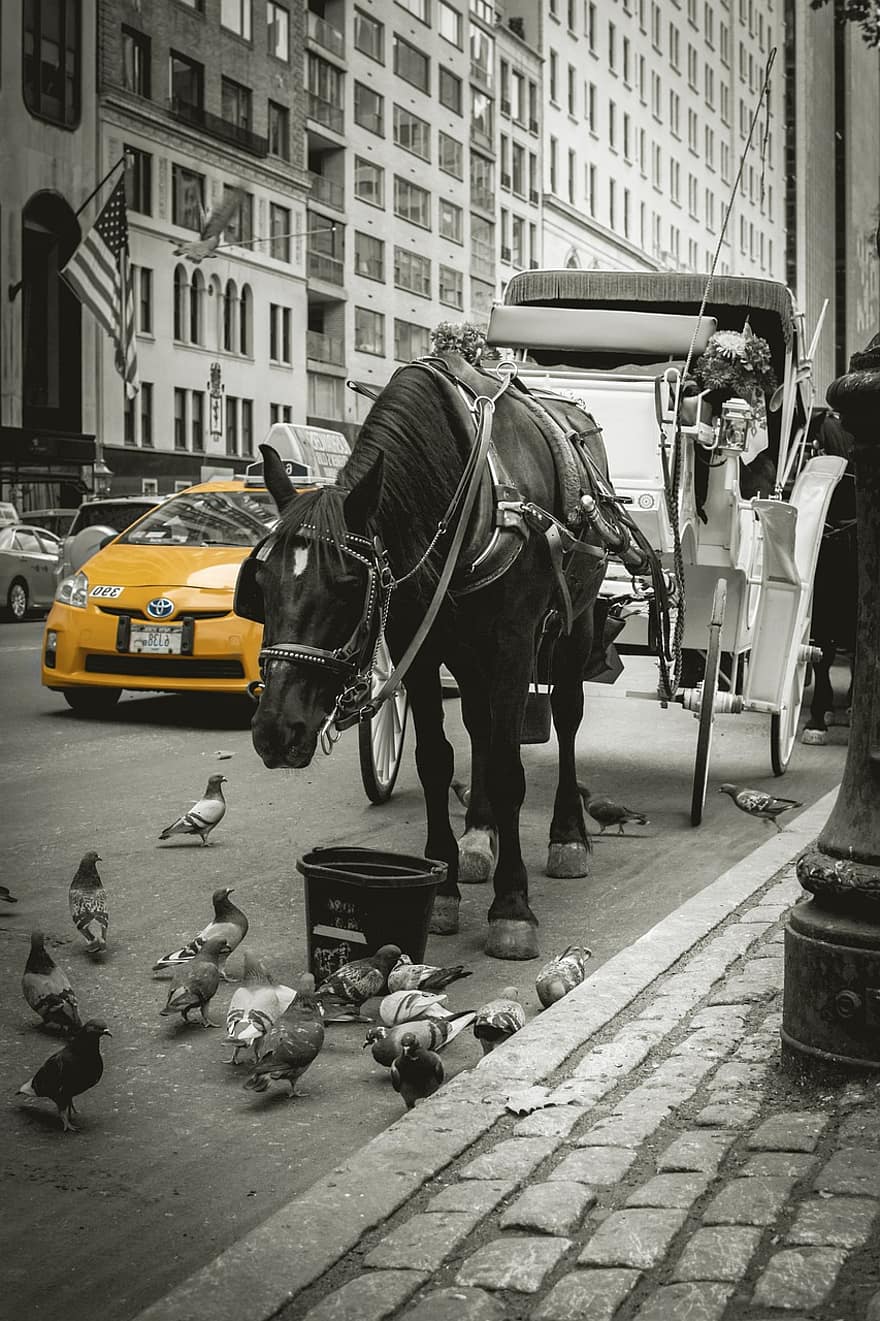 Coach, Horse, Carriage, New York, Usa, Taxi, Pigeons, City, Urban, Street, Skyscrapers