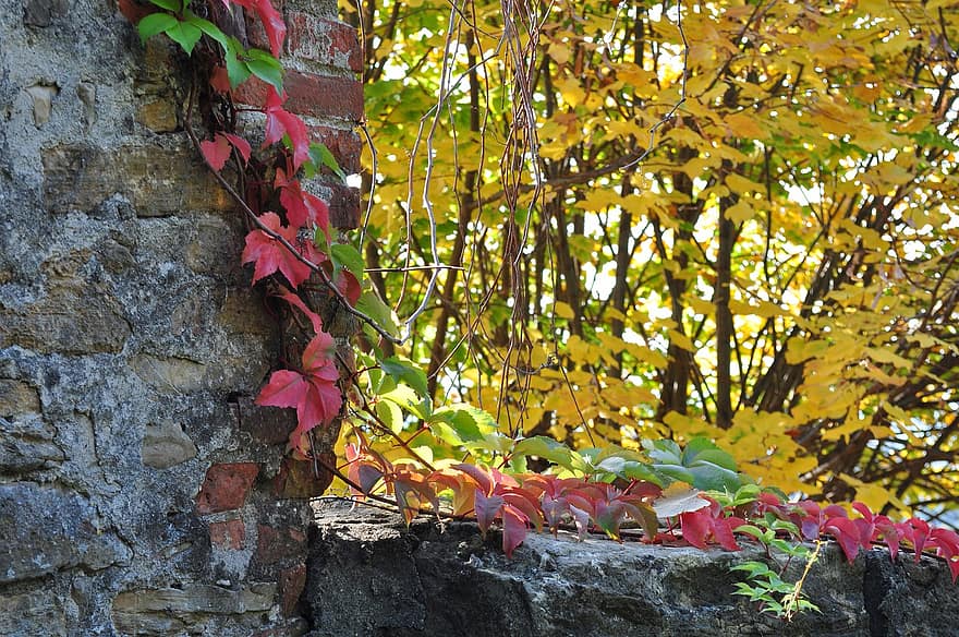 плющ, осень, природа, пейзаж, лист, разноцветный, желтый, время года, дерево, лес, яркий цвет
