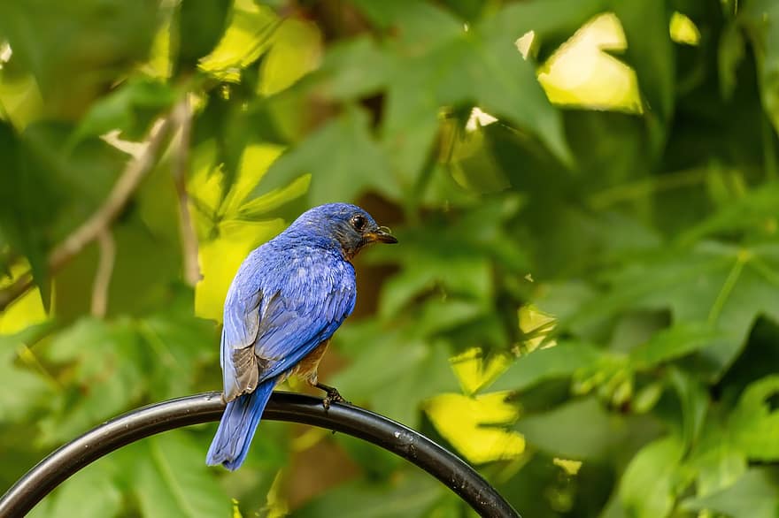 østlige bluebird, mandlig blåfugl, blåfugle ligger, blåfugl isoleret, bluebird, fugl, han-, natur, dyr, dyreliv, vild