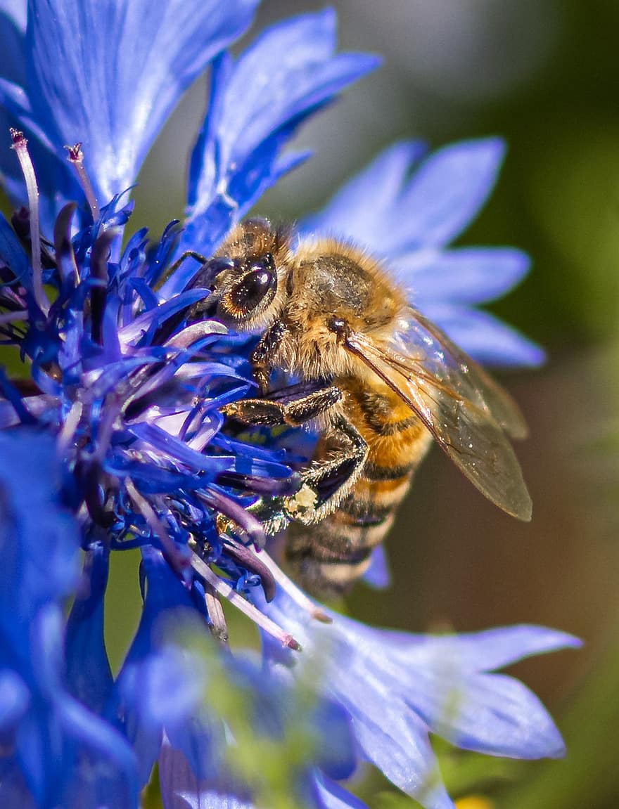 honningbi, være duster, kornblomst, pollen, nektar, natur, tæt på, indsamle, honning, blomst, miljøbeskyttelse