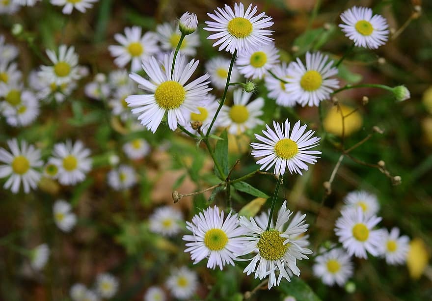 Meadow, Flowers, Daisies, White Flowers, Bloom, Blossom, Flowering Plant, Ornamental Plant, Plant, Flora, Nature