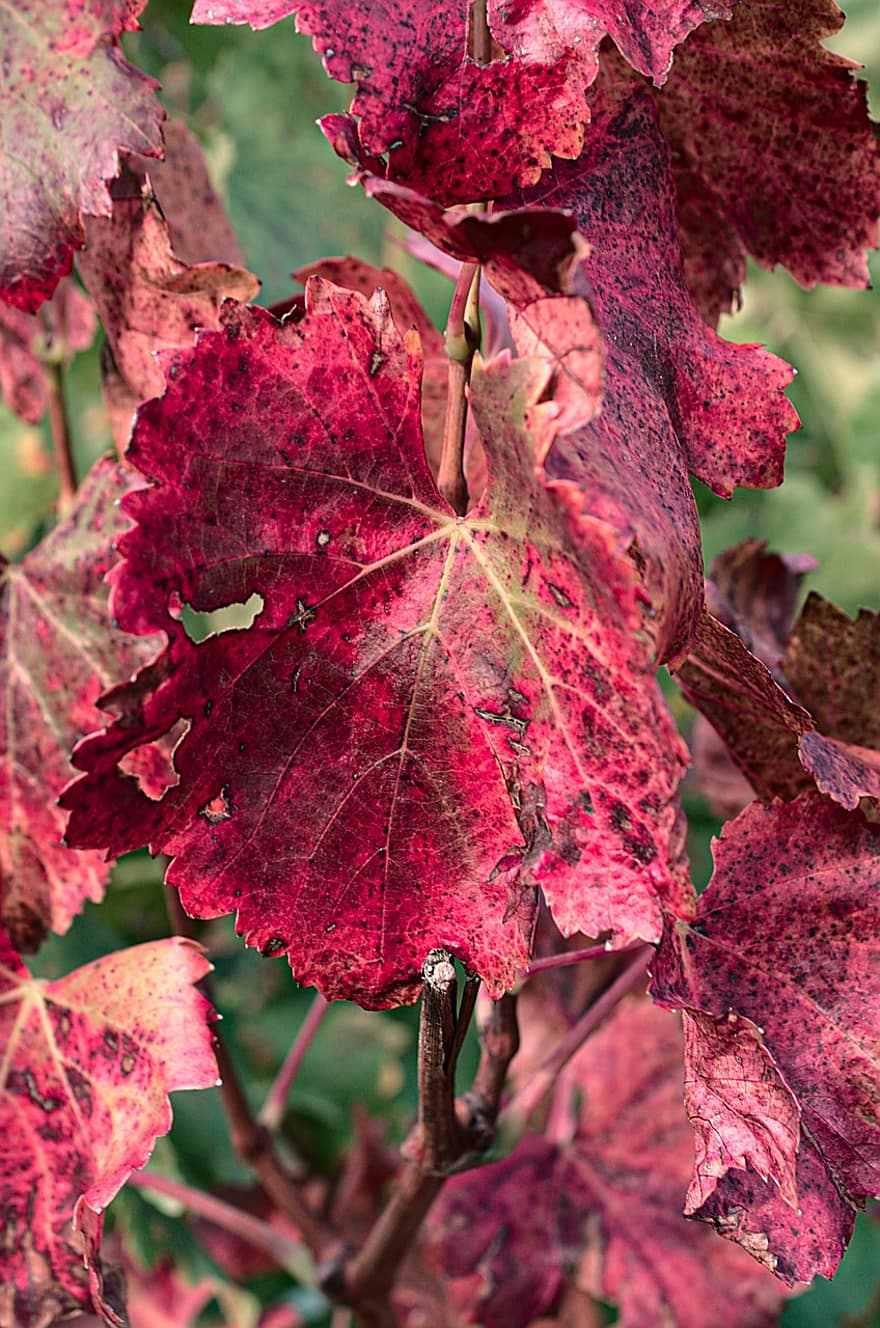 листья, природа, осень, время года, виноградная лоза, падать