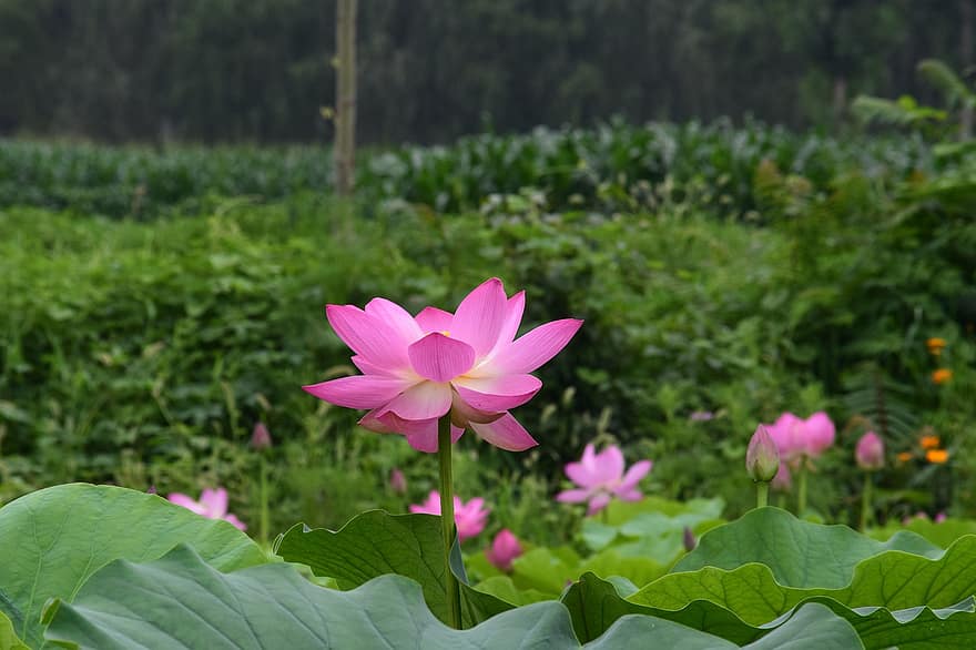 lotus, çiçek, gölet