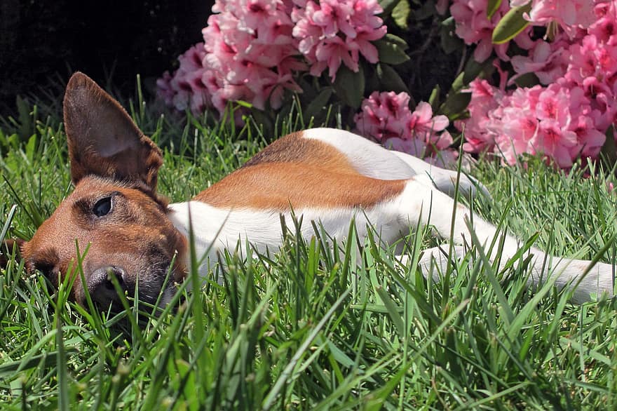 pies, gładki fox terrier, leżeć, trawa, głowa, czystej krwi, na dworze, podwórko, kwiaty, rododendron, światło słoneczne