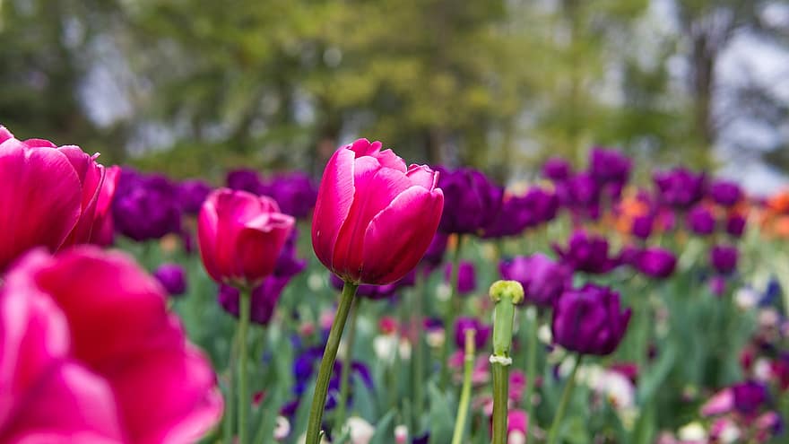 tulipány, květiny, zahrada, pole, okvětní lístky, Okvětní lístky tulipánů, květ, flóra, rostlina, jarní květiny
