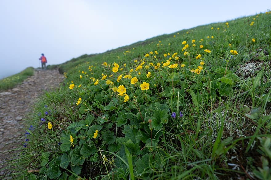 geumas, Alpių pakilimas, gėlės, Geum Calthifolium Nipponicum, Alpių gamykla, geltonos gėlės, žydi, augalai, pievos, lauke, kalnas