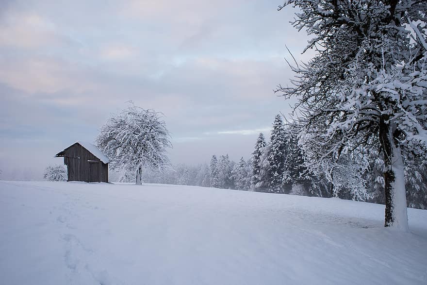 vinter-, dimma, fält, natur, snö, träd, skog, landskap, säsong, landsbygden scen, frost