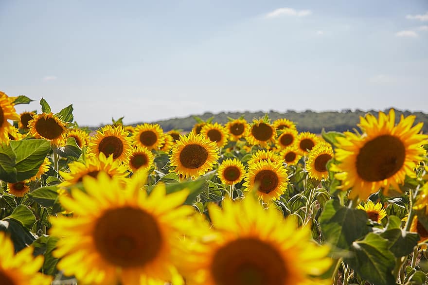 zonnebloemen, bloemen, fabriek, veld-, zonnebloemen veld, bloeiend, natuur, zon, de lente, gelukkig, bloemblaadjes