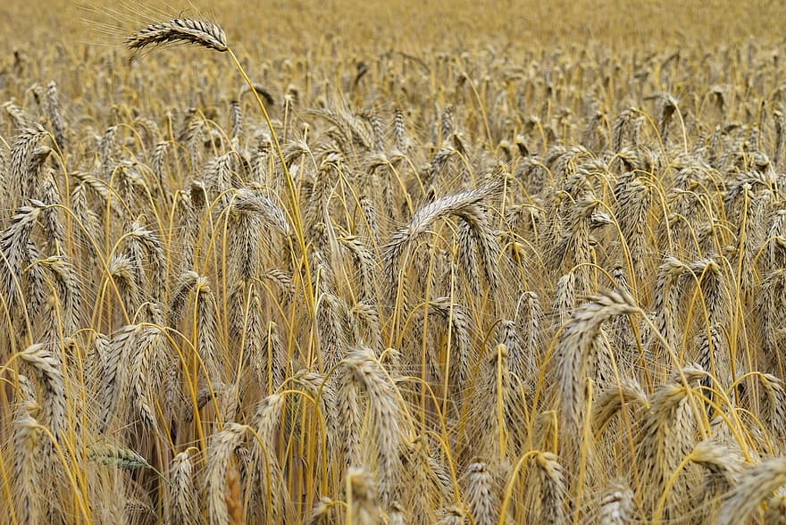 小麦、小麦畑、粒、フィールド、自然、作物、農業、収穫