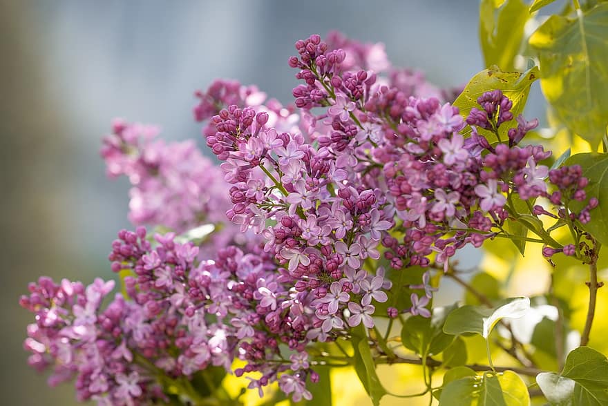 Lilacs, Purple Flowers, Inflorescence, Bush, Bloom, Blossom, Flora, Nature, Plants, Flowering Plants, Spring