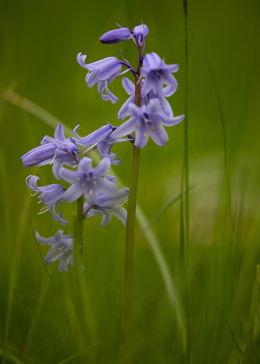 bluebell, bunga-bunga, menanam, Bluebell Umum, hyacinthoides non-scripta, bunga ungu, kelopak, berkembang, musim semi, padang rumput, alam