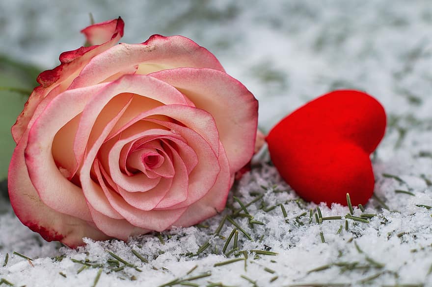 serce, Róża, miłość, romans, cicha sympatia, prezent, obecny, związek, szczęśliwy