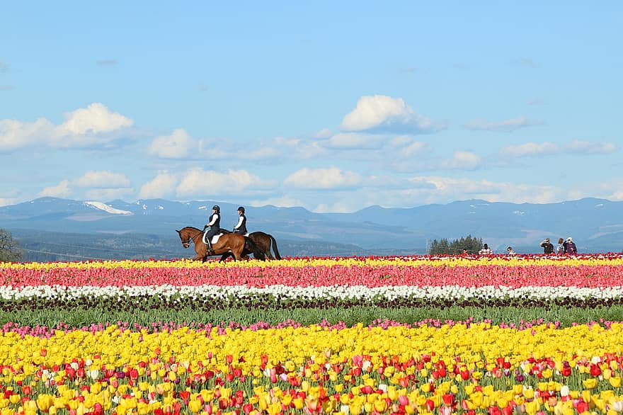 tulipán, primavera, floración, escena rural, flor, caballo, paisaje, granja, verano, agricultura, prado