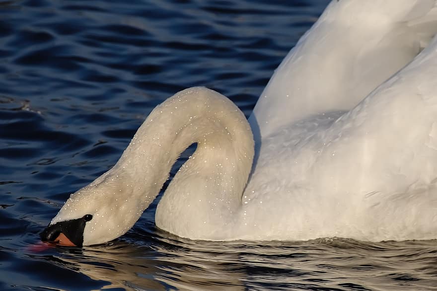 Swan, Diving, Water Bird, Lake, Dive, Immersion, Swim, Close Up, Feather, Plumage, White
