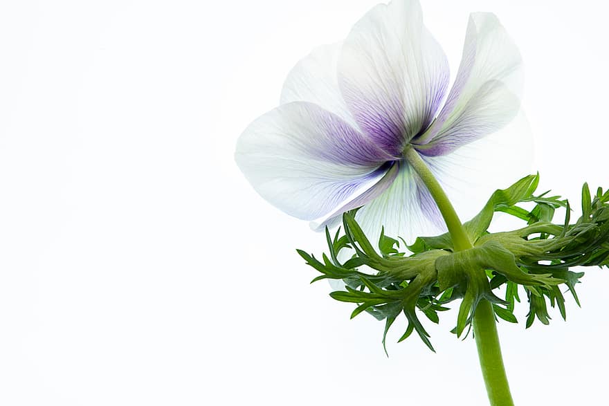 isolated, flower, background, white, minimal, copy space, plant, bloom, anemone, floral, still