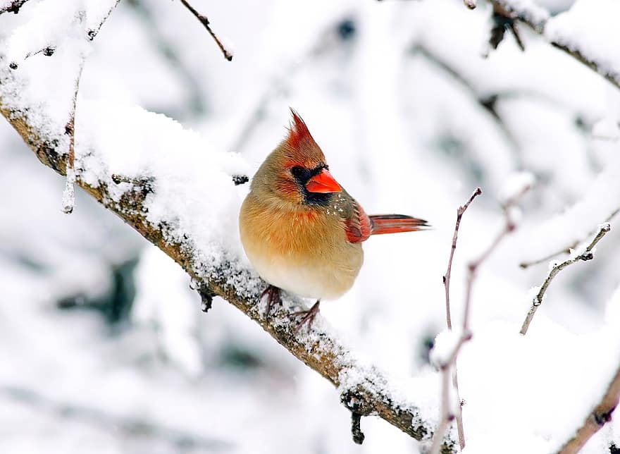 ocell, cardenal, vermell, naturalesa, vida salvatge, neu, hivern