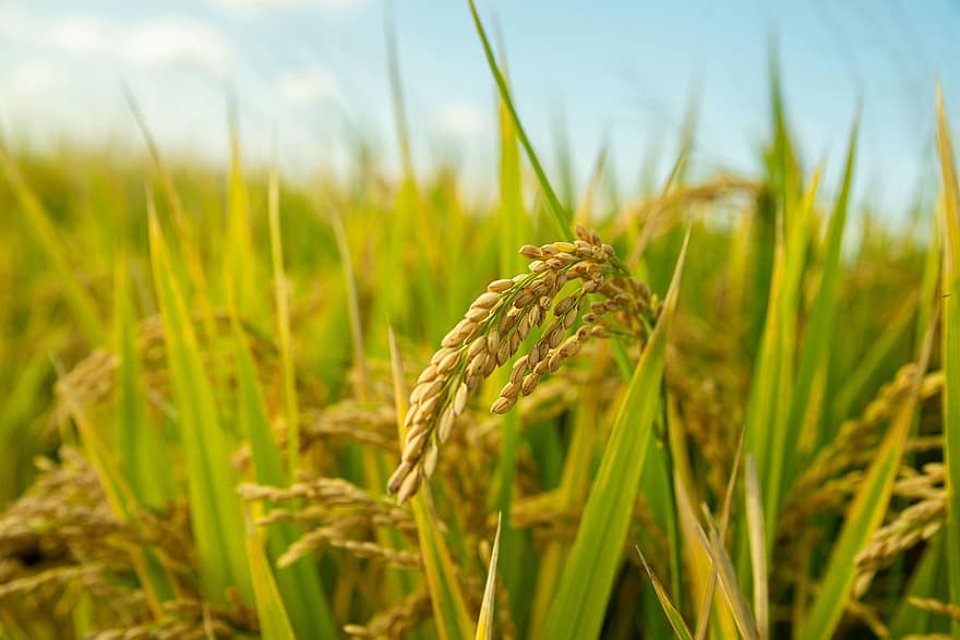 Nasi, bidang, tanaman, sawah, tanah subur, pertanian, tanah pertanian, penanaman, alam, pemandangan, pedesaan