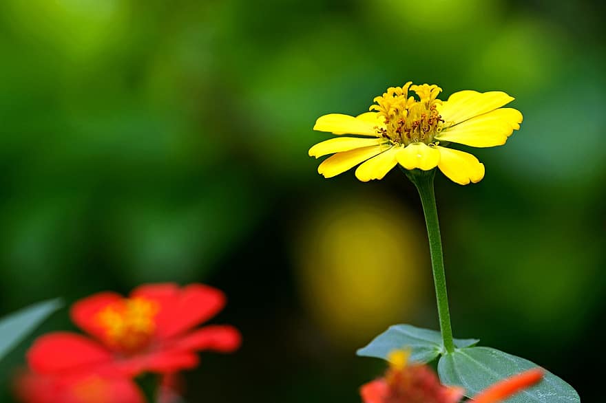 Common Zinnia, Flower, Garden, Zinnia Elegans, Flora, plant, close-up, green color, yellow, summer, springtime