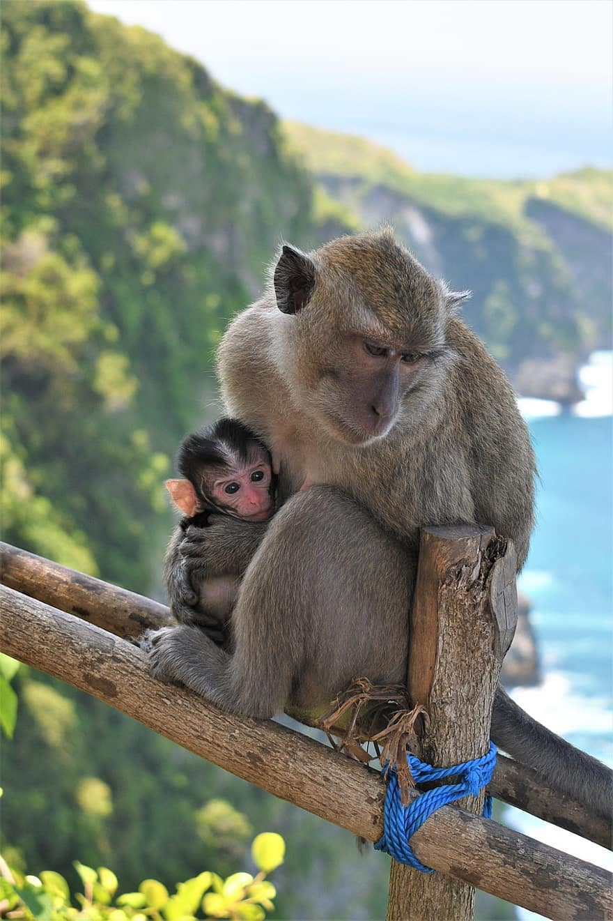 zvíře, opice, primát, druh, fauna, savec, Nusa Panida, ostrov, Indonésie, Příroda, divoký