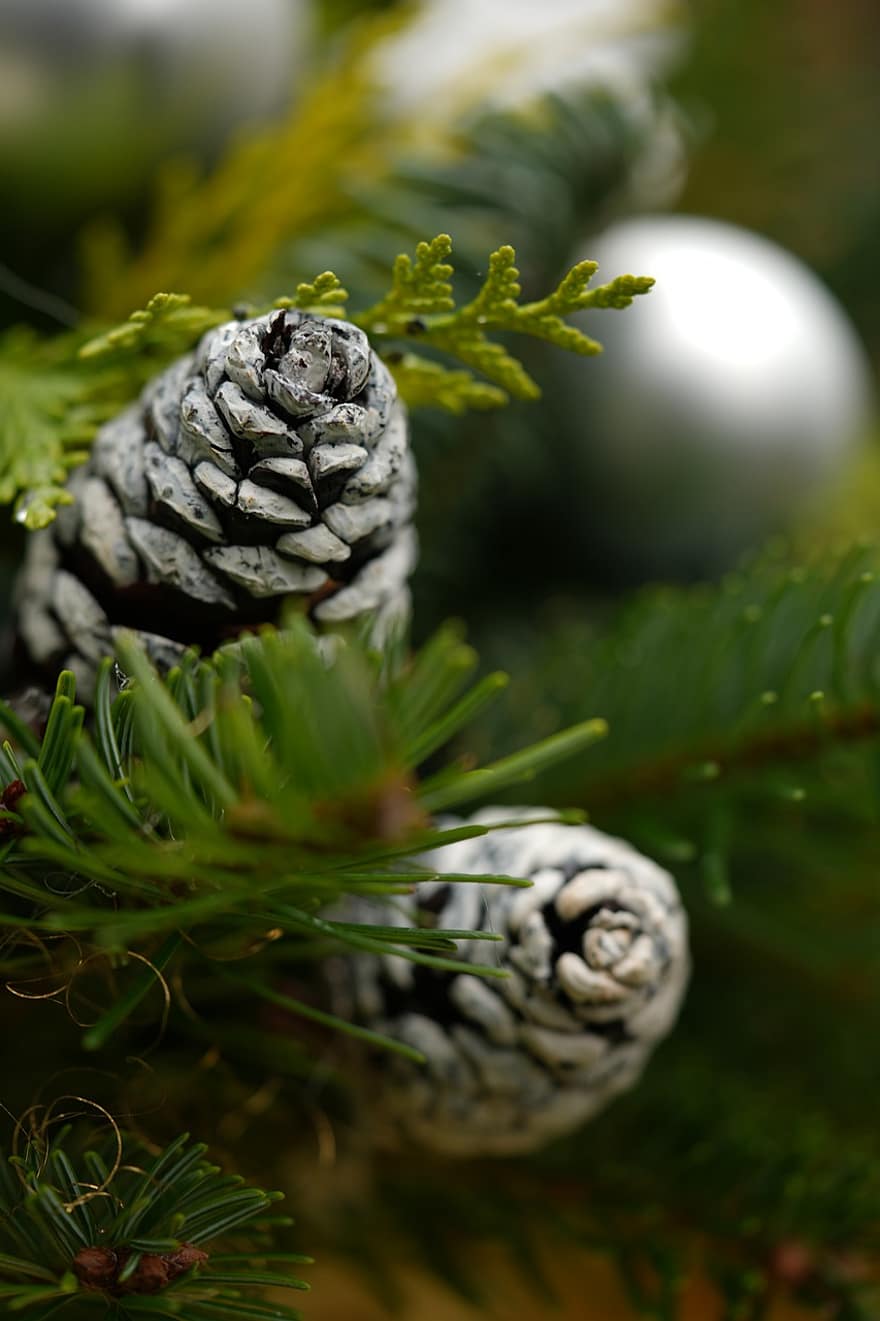 cono de pino, decoración, Navidad, temporada, Temporada de Adviento