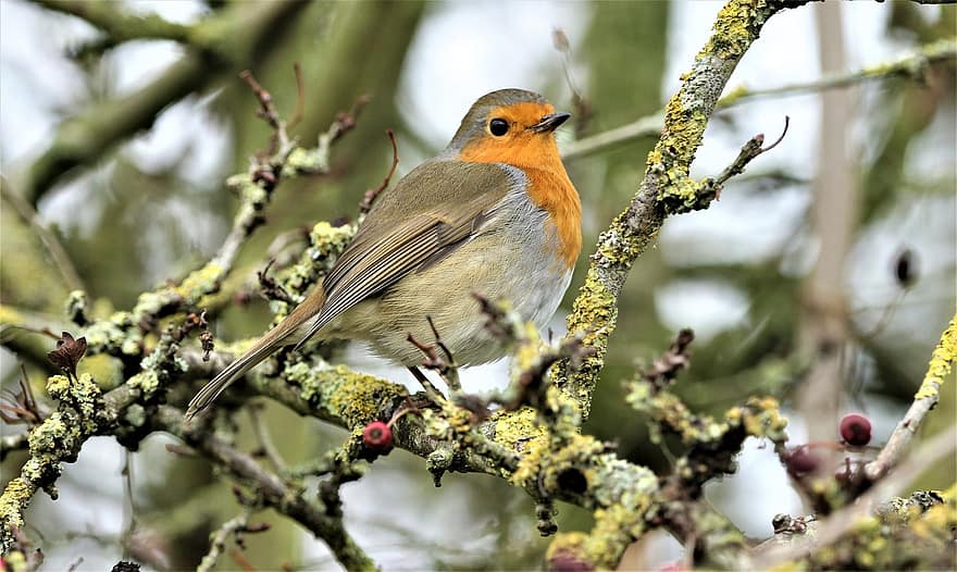 Robin Redbreast, Bird, Branch, Robin, European Robin, Passerine Bird, Animal, Wildlife, Fauna, Forest, Nature