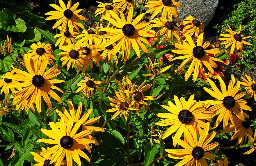 Rudbeckia, цветя, жълти цветя, жълти венчелистчета, разцвет, цвят, флора, цветарски, градинарство, ботаника, природа