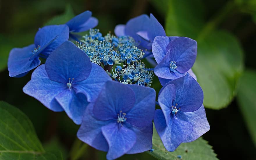 hortensia, bloemen, bloeien, blauw, bloemblaadjes, bloesem, flora, bloementeelt, tuin-, plantkunde, natuur