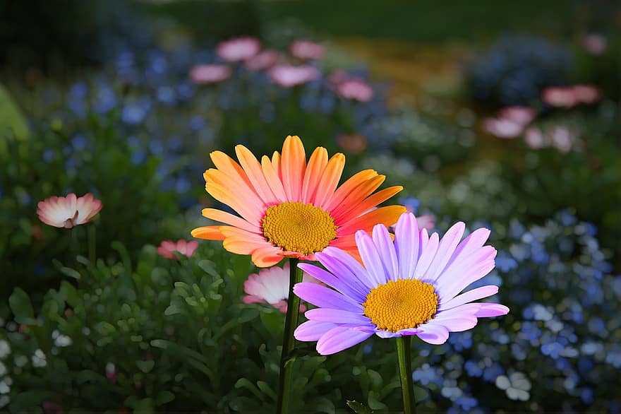 blommor, daisy, krysantemum, kronblad, flora, par, natur, blomma, sommar, växt, närbild