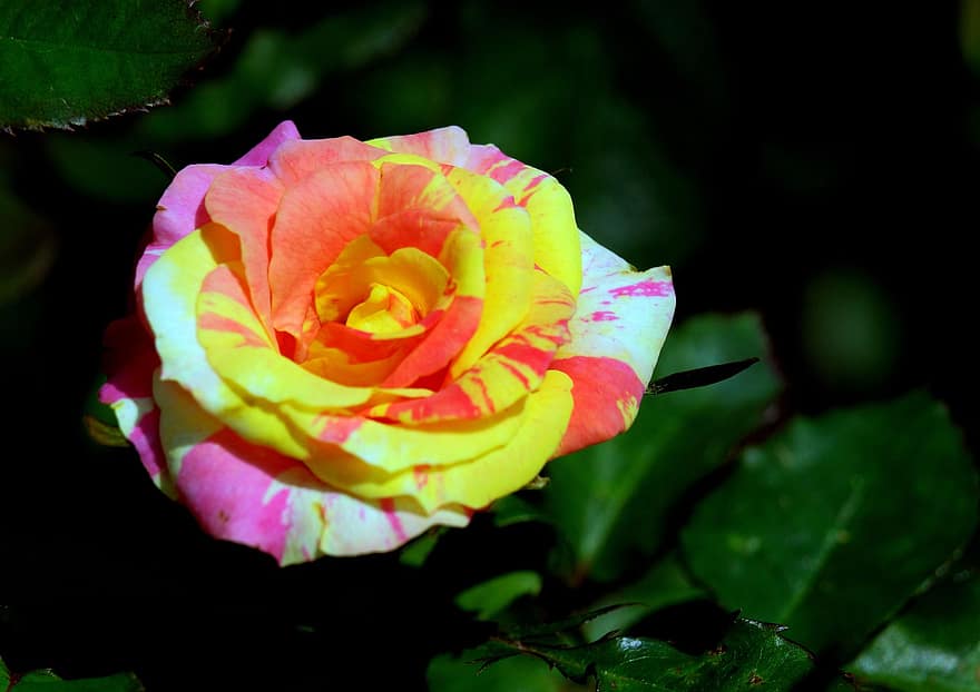 rosa, fiore, rosa fiorita, petali, petali di rosa, fioritura, fiorire, flora, natura