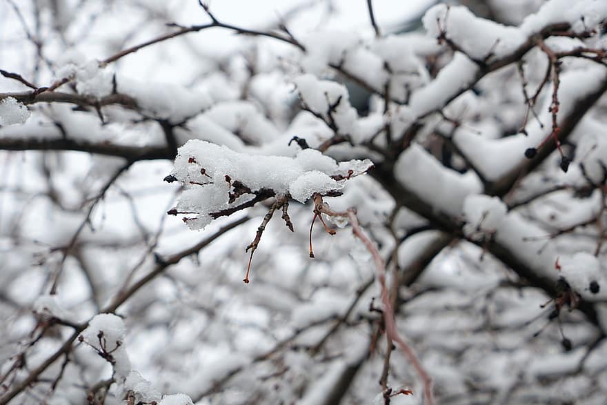 branches, neige, hiver, arbre, givre, couvert de neige, neigeux, hivernal, la nature, du froid, la glace
