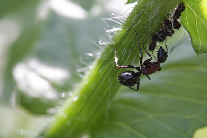 mravenci, hmyz, rostlina, Příroda
