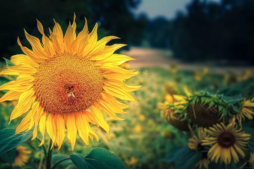 слънчоглед, цвете, листенца, пчела, насекомо, гора, природа, слънчева светлина, поле, ярък, слънчогледово поле