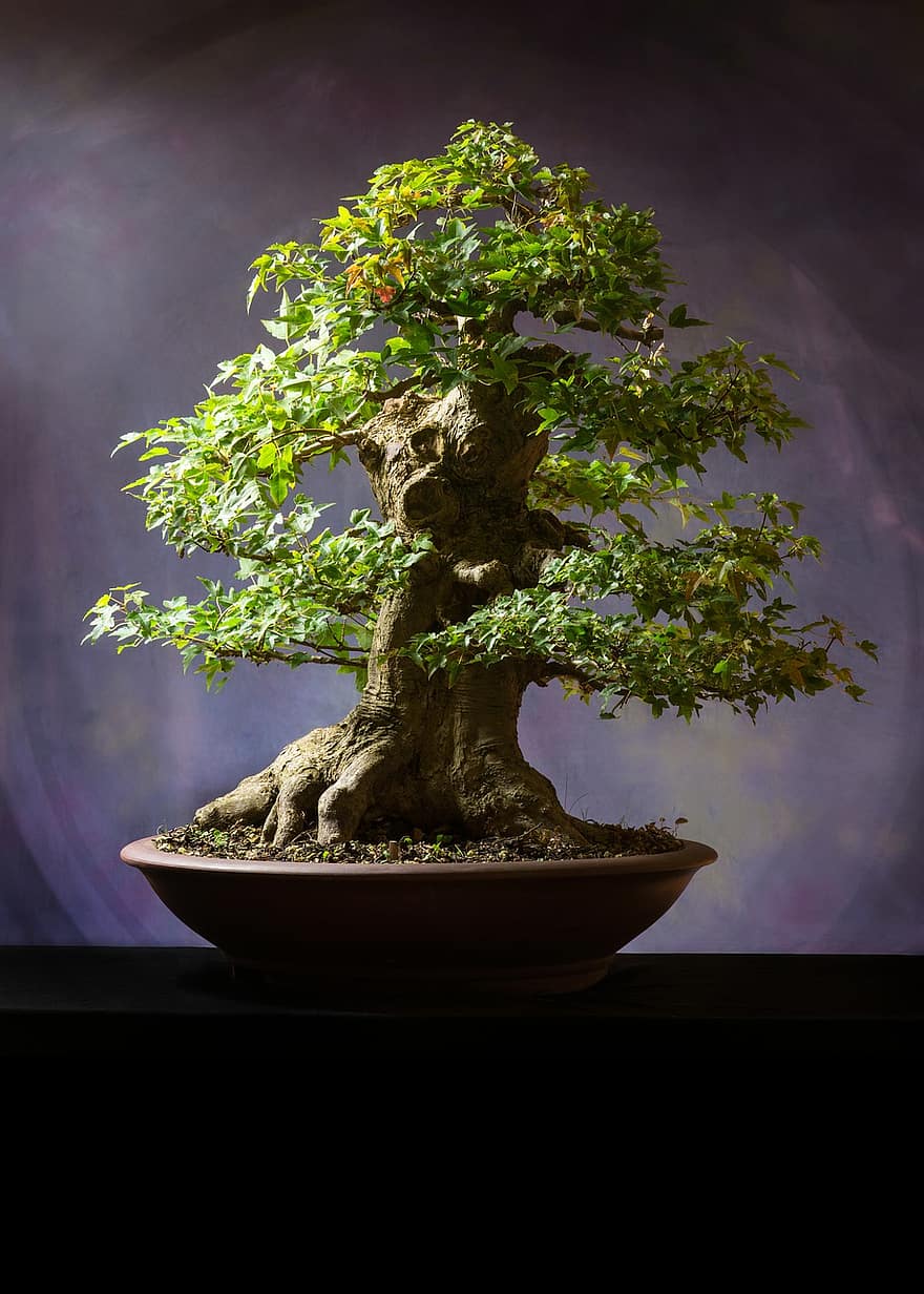 bonsai, växt, pott, träd, löv, Bonsai träd