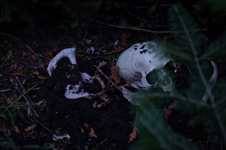 Halloween, Skull, Death, Skeleton, Bones, Woods