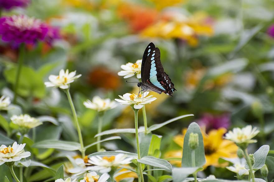 Pollination, Butterfly, Flowers, Pollinator, Insect, Blossom, Bloom, White Flowers, Flowering Plant, Garden, Nature